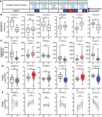 Identification of ST3GAL5 as a prognostic biomarker correlating with CD8+ T cell exhaustion in clear cell renal cell carcinoma